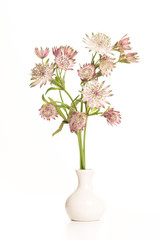 Bouquet of great masterwort flowers in a white pottery vase on a white background