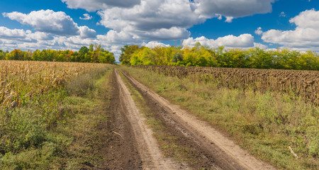 Fototapeta na wymiar Autumnal landscape with earth road between maize and sunflower fields in central Ukraine