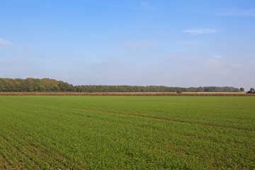 wheat field and woodlands