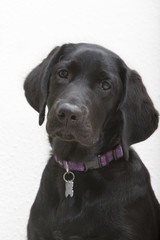 Portret labrador pup.