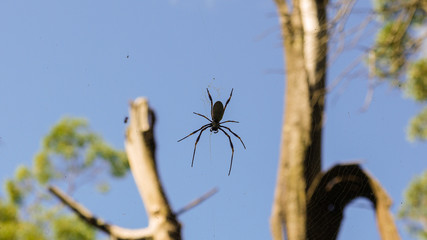 Spinne im Lane Cove Nationalpark, Sydney in Australien