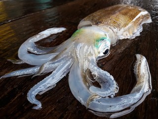 Bigfin reef squid, Soft cuttlefish,squid closeup
