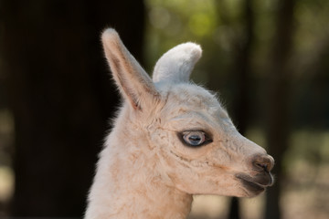 Obraz premium Young Llama