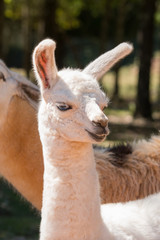 Obraz premium Young Llama