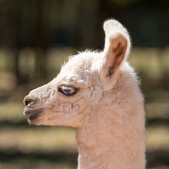 Young Llama