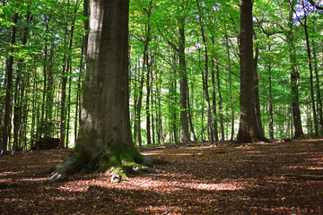 Obraz premium sous-bois forêt