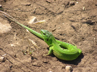 Lizard