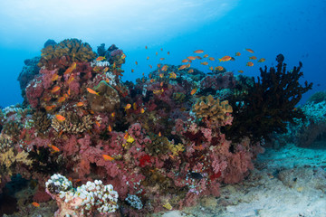 Fototapeta na wymiar Pink corals