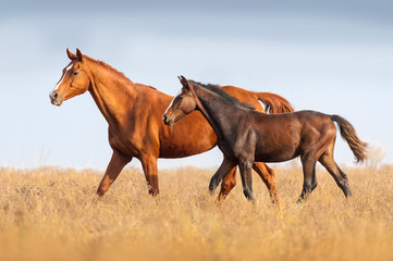 Mare and foal run on outomn pasture