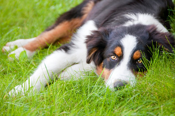 Australian shepherd dog lying on grass