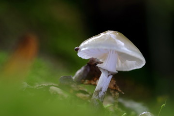 Pilz  im Wald

