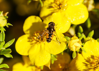 Eristalis on a flower Dasiphora fruticosa (Potentilla fruticosa)