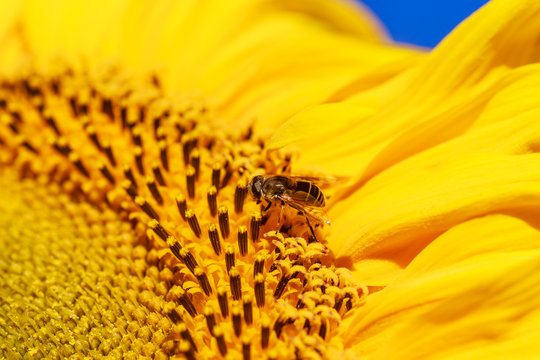 Macro of the a Sunflower in summer. 