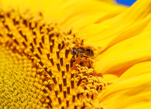 Eristalis and sunflower on a field. Shallow depth of field