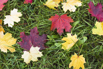 Осенние листья в городском парке