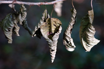 Verdorrte Blätter am Ast