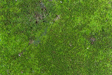 Beautiful moss and lichen covered stone. Bright green moss Backg