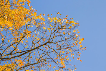 Almost naked branches. Almost all the leaves have fallen from tree branches. Yellow autumn maple leaves on the tree branches in sunlight. Background.