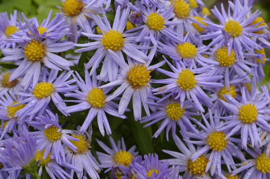 Asters - tiny autumn violet flowers with yellow eye
