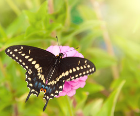 Dorsal view of a Eastern Black Swallowtail butterfly on a pink Zinnia