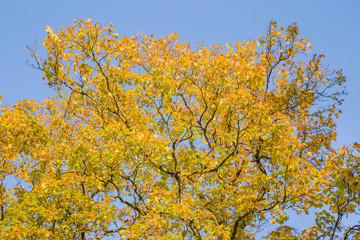 Beautiful yellow autumn maple leaves on the tree branches in sunlight. Background.