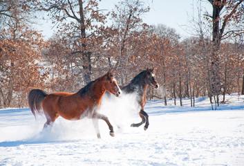 Fototapeta na wymiar Two horses charging in deep snow on a cold winter day
