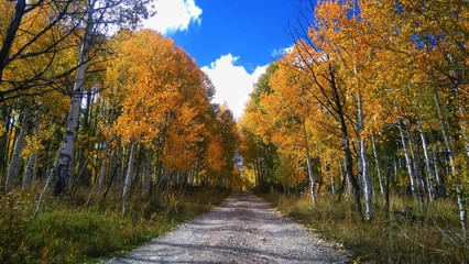 Yellow Tree Road