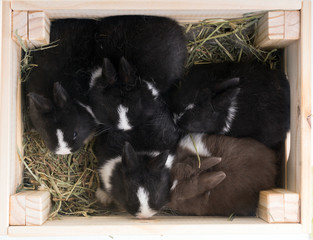 Newborn Dwarf Dutch rabbits   in the nest of dry grass and down