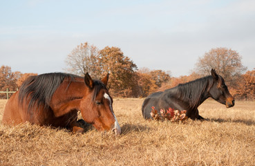 Two horses sleeping in grass in a dry fall pasture