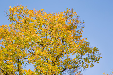 Beautiful yellow autumn maple leaves on the tree branches in sunlight. Background.