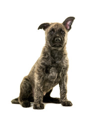 Cute wire haired dutch shepherd puppy sitting isolated on a white background