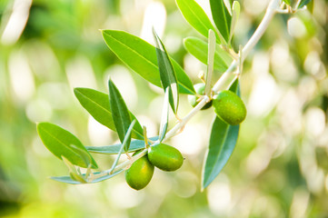 Olives on tree branch