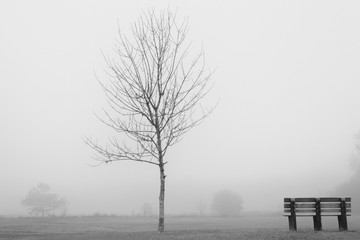 Bench and tree in the fog