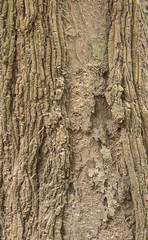  Old Wood Tree Bark Texture Background Pattern