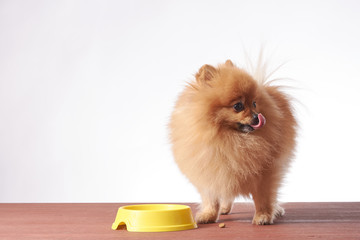 Nice taste. Close up of beautiful dog eating from the bowl