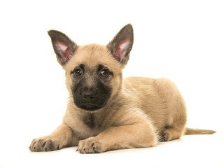Cute blond dutch shepherd puppy lying down on the floor isolated on a white background
