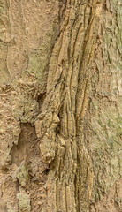  Old Wood Tree Bark Texture Background Pattern