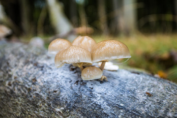 Fototapeta premium gespensterwald