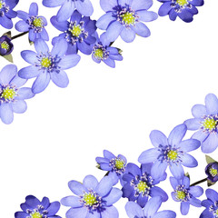 Beautiful floral background of blue spring flowers 