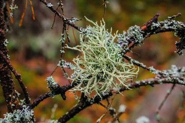 branches
