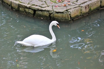 Белый лебедь на пруду