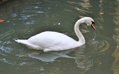 Белый лебедь на пруду