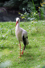 Storch / Storch auf einer Wiese