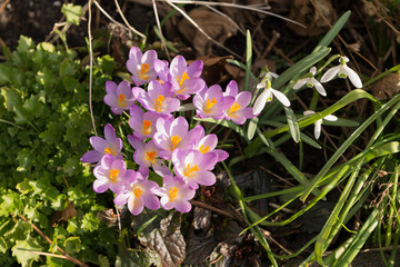 Group of crocuses with pink flowers and  yellow carpels in the early spring