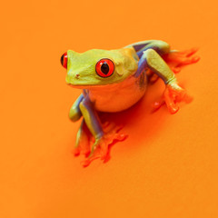 Red eyed tree frog with red eyes leaning forward on orange background