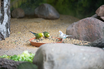 Wellensittich / drei Wellensittiche beim fressen