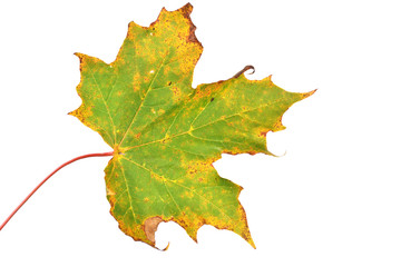 Autumn Leaves, Isolated