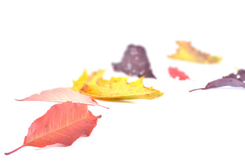 Autumn Leaves, Isolated