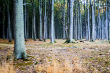 gespensterwald