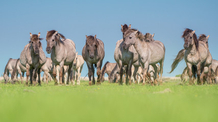 Herd of wild Konik horses walking towards the camera on a blue sky and green grass © Elles Rijsdijk